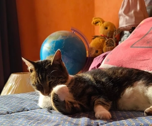 Chat perdu à Montceau-les-Mines