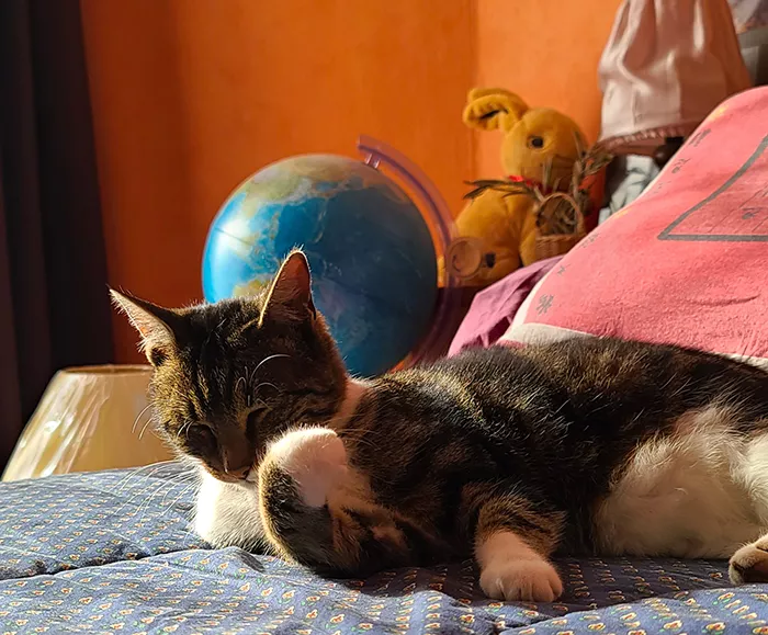 chat-perdu-3110241
