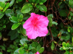 fleurs-1110241