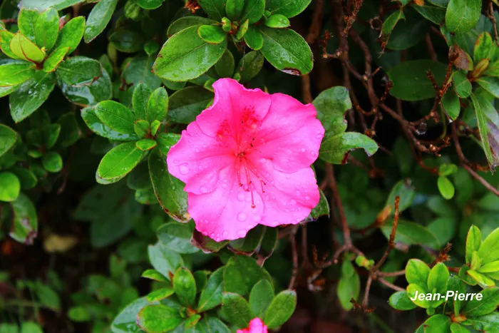 fleurs-1110241