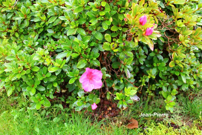 fleurs-1110242