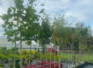 Le jardinier de Pouilloux