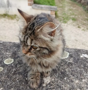 Chat trouvé à Saint-Vallier