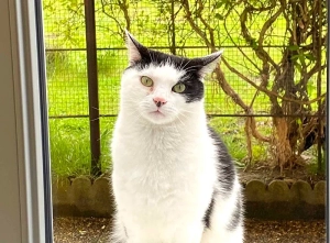 Chat perdu à Montceau-les-Mines