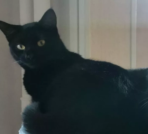 Chat perdu à Pouilloux