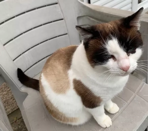 Chat trouvé à Blanzy