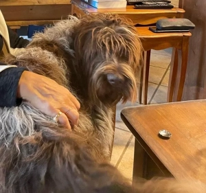 Chien perdu à Gourdon