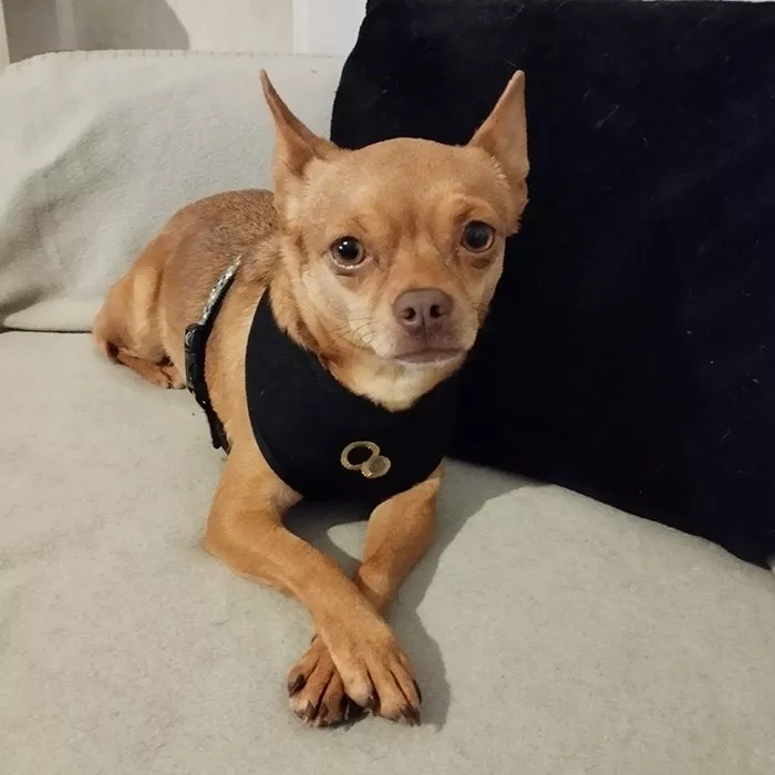 chien-perdu-231224