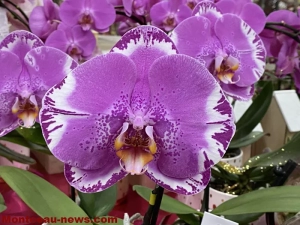 orchide-240125161028
