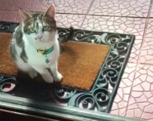 A qui ce chat trouvé à Montceau ?