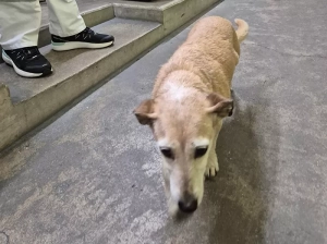 Chien trouvé à Saint-Vallier