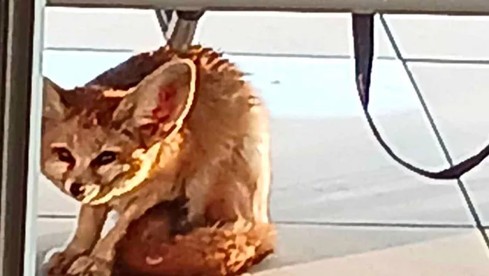 fennec-070225