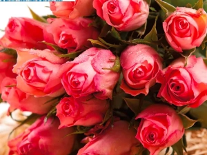 leclerc-fleurs-1202252