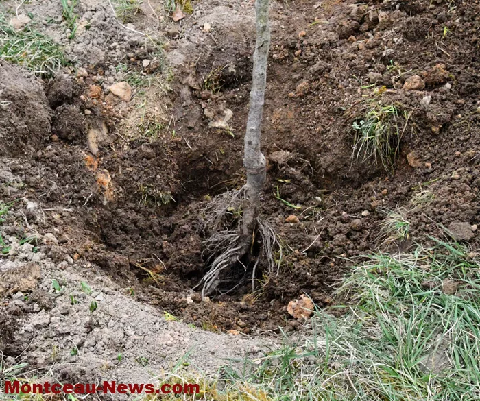 arbre-ecole-220325161031