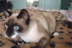 Chat perdu à Montceau-les-Mines