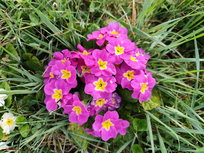 fleurs-260325161024