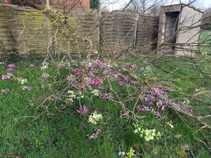 fleurs-260325161025