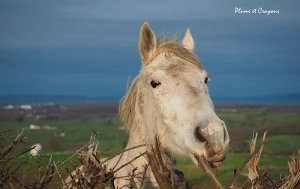 Parenthèse poétique