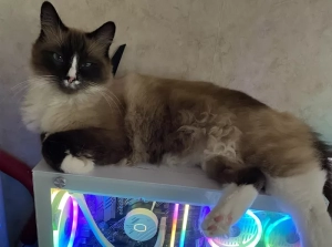 Chat perdu à Blanzy