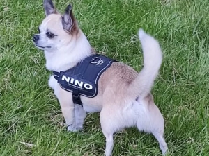 chien-140425161026