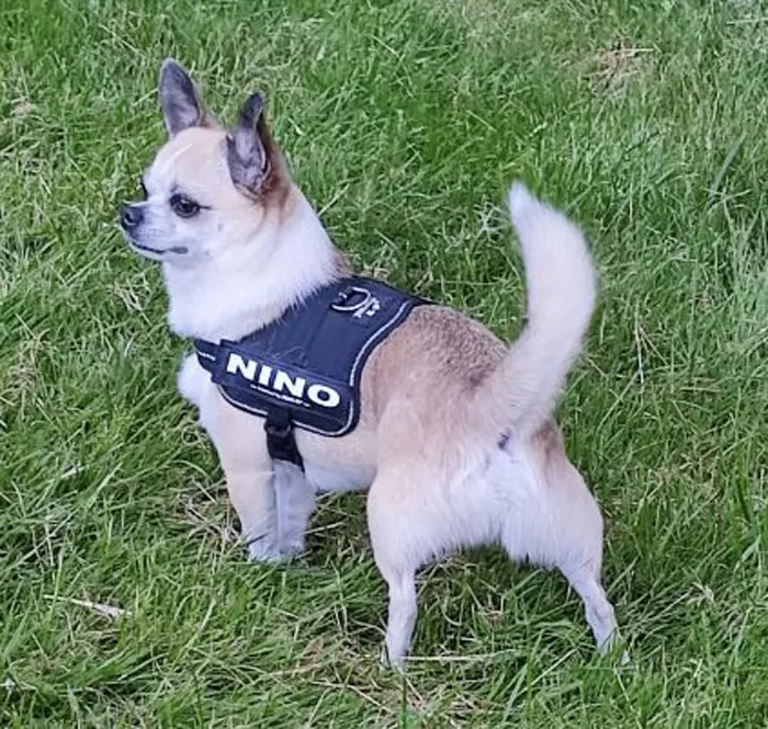 chien-140425161026