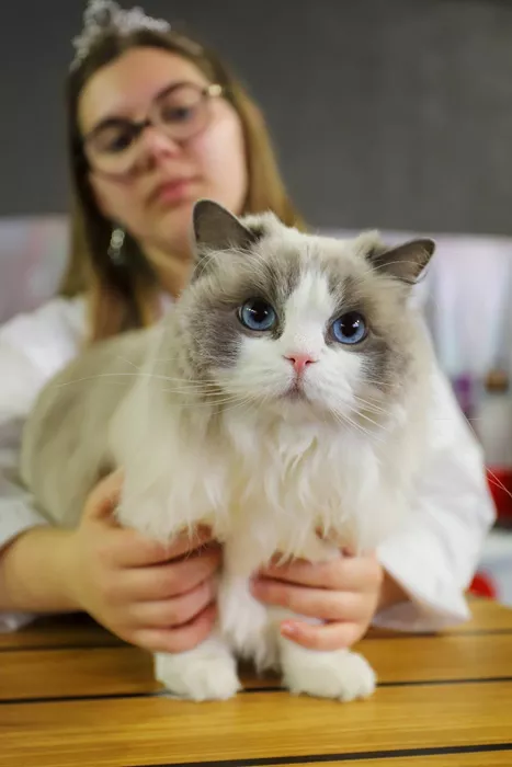 felin-blanzy-010425161031