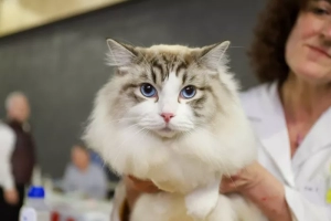 Blanzy  : Concours félins