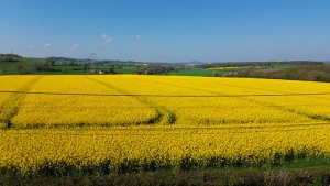 Les champs de colza vus par…