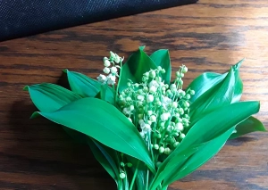 Quelques clochettes de muguet