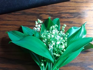 muguet-1904252