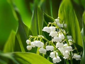 muguet-300425
