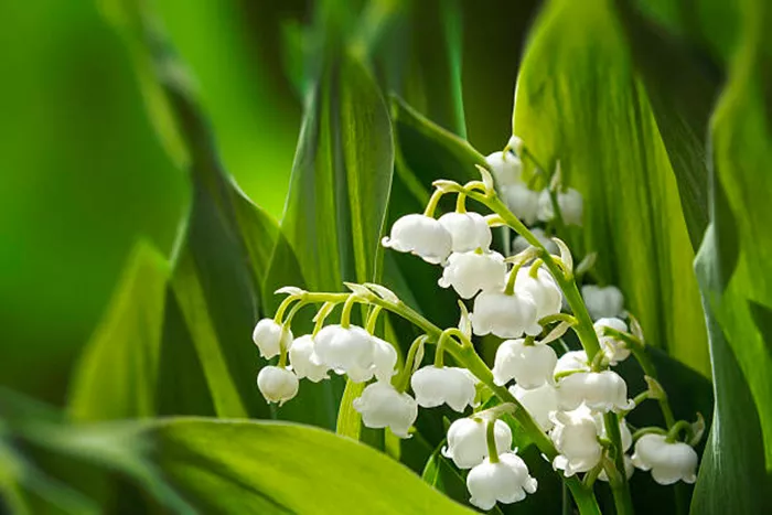 muguet-300425