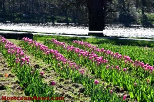 Montceau-les-Mines : Lions club et Val-Mont