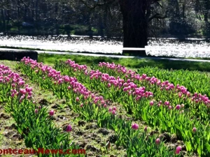 tulipe-020425161026