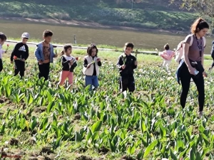 tulipes-ecole-120425161024