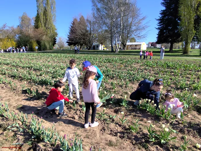 tulipes-ecole-120425161030