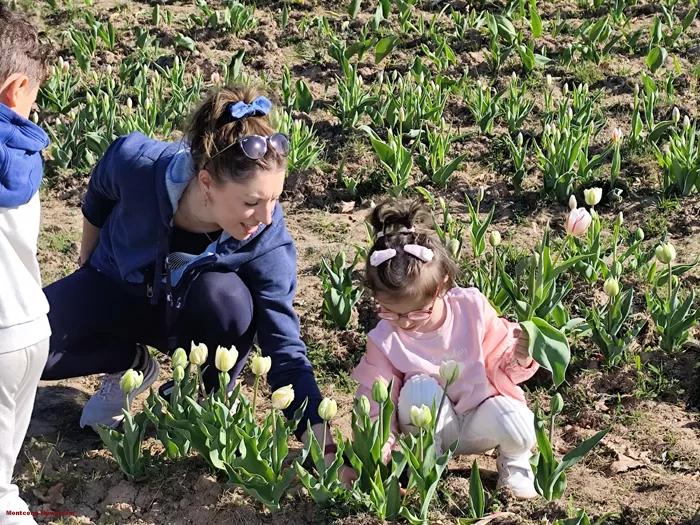 tulipes-ecole-120425161031