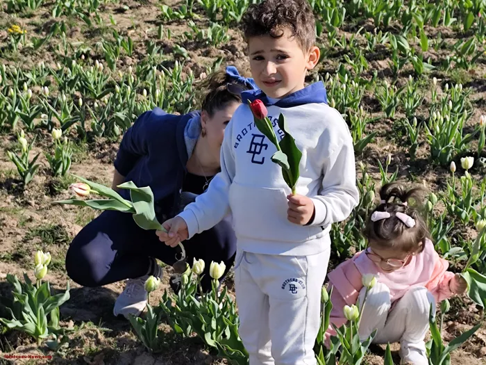 tulipes-ecole-120425161032