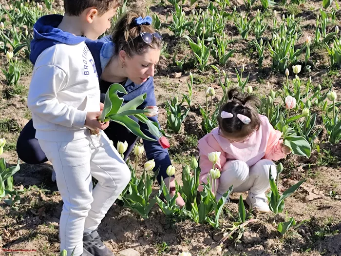 tulipes-ecole-120425161033