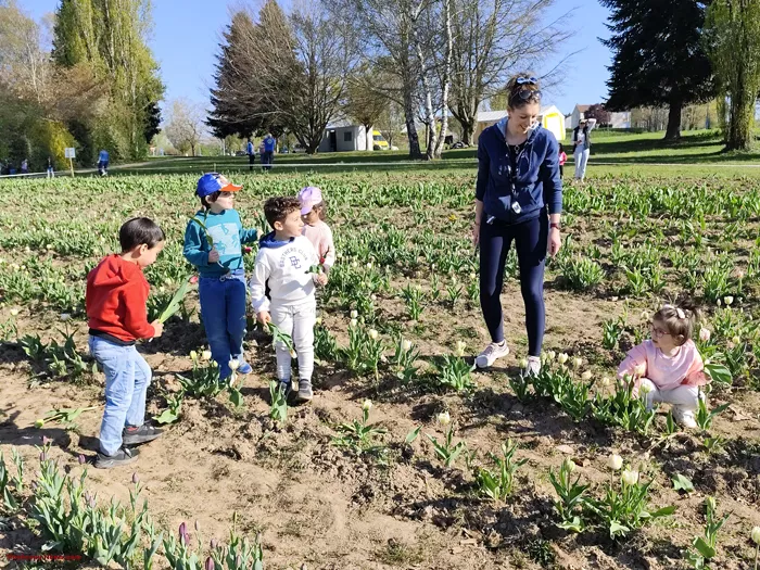 tulipes-ecole-120425161034