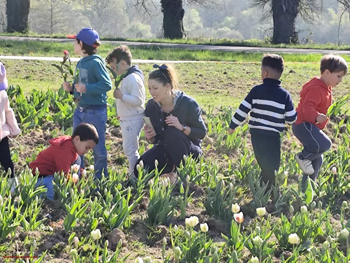 tulipes-ecole-120425161038