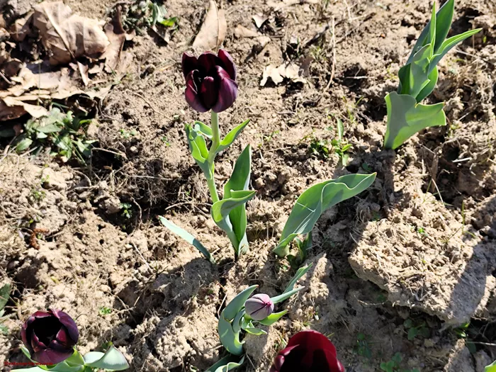 tulipes-ecole-120425161039