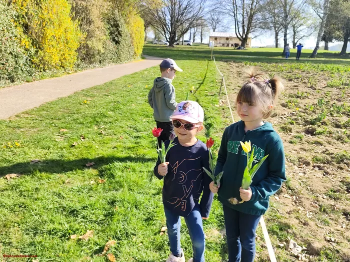 tulipes-ecole-120425161046