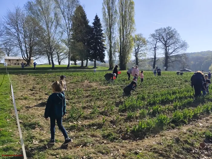 tulipes-ecole-120425161047