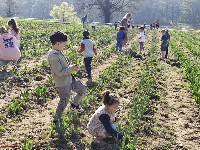 tulipes-ecole-120425161049