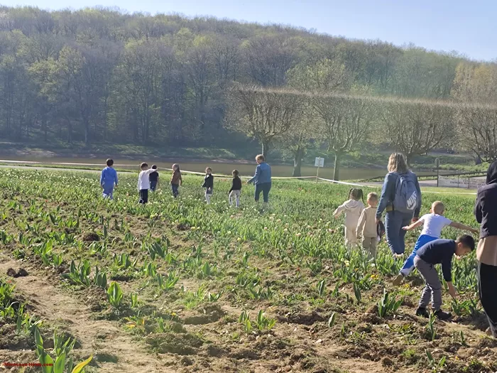 tulipes-ecole-120425161052