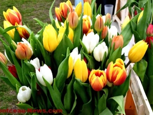 tulipes-lions-290425161031