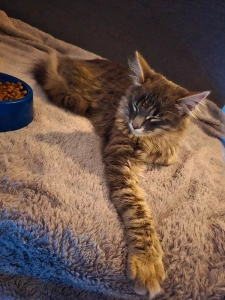 Chat perdu à Blanzy