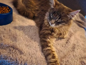 chat-perdu-120525