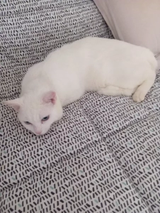 Chat perdu à Saint-Vallier